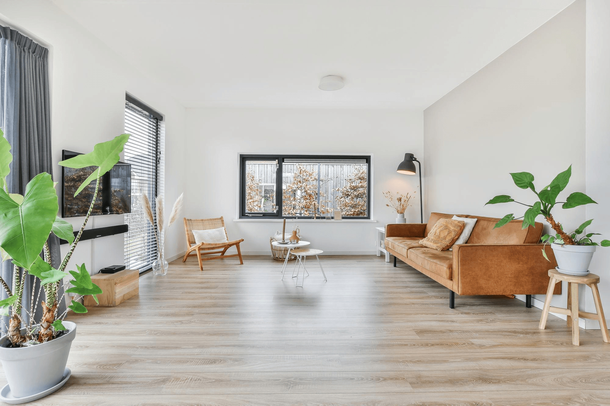 Room with Plant